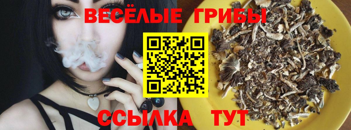 Галлюциногенные грибы Psilocybine cubensis Ленинск-Кузнецкий